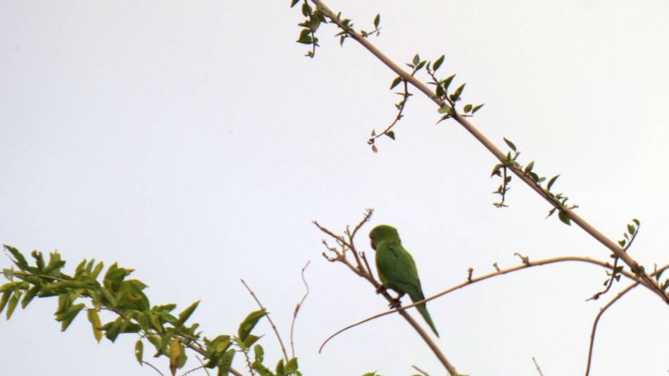green parrot