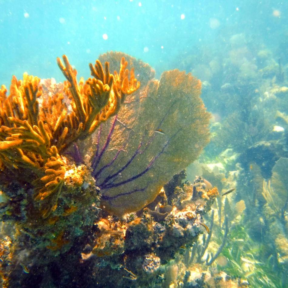 DSCF1966 colourful coral