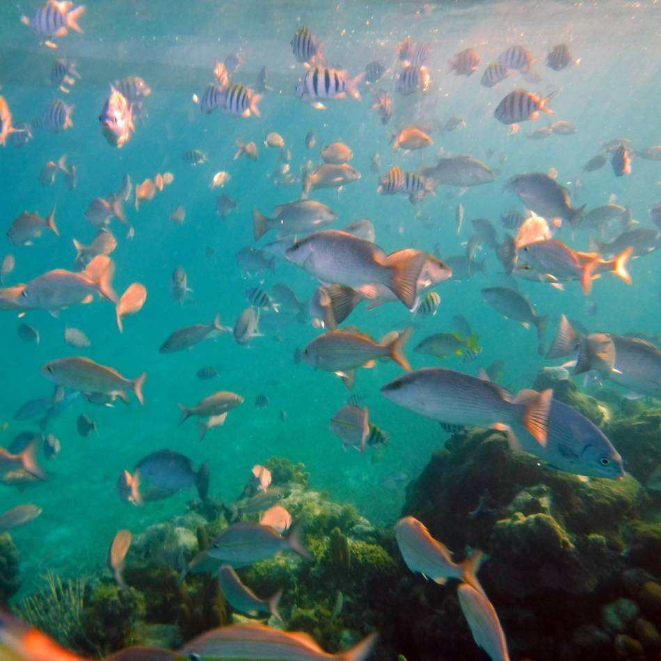 DSCF2257 mass of fish