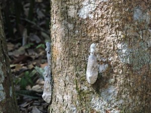 peanut headed scarabis - rare
