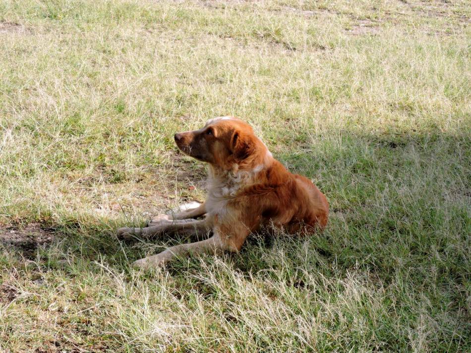 DSCN3615 compound dog that protected us
