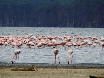 Read more about the article Lake Nakuru NP to Nanyuki, KE