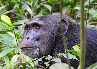 Chimp Trekking in UG