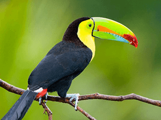 Keel Billed Toucan, national bird of Belize