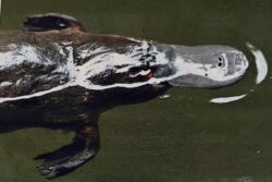 Read more about the article Central coastal Queensland