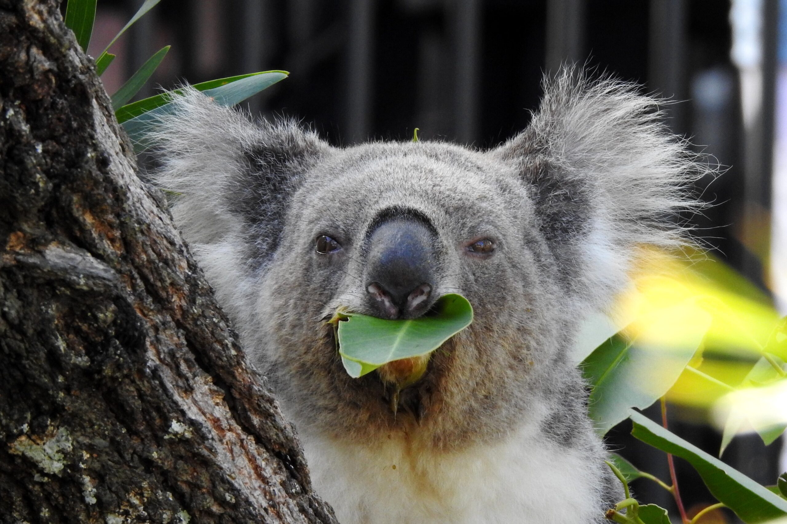 You are currently viewing We Complete the Big Lap in NSW