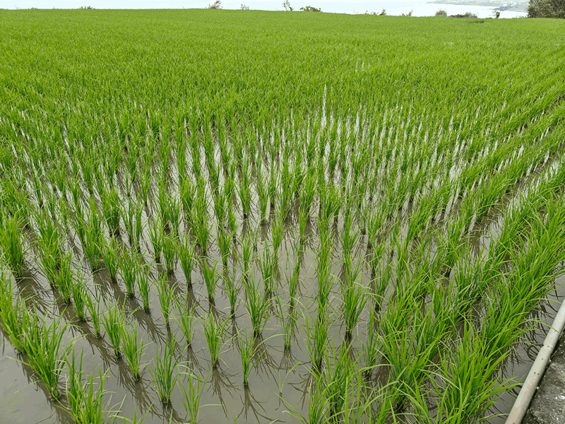 Read more about the article Taiwan – East Coast