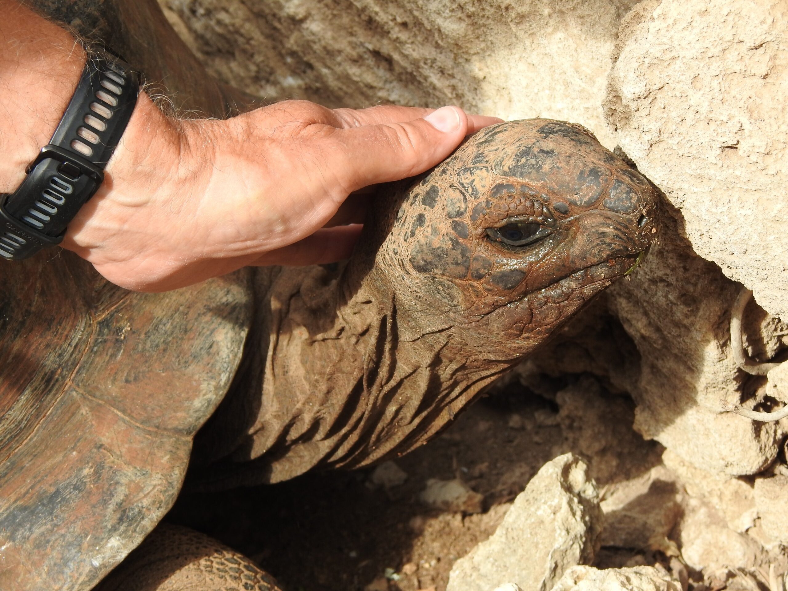 The Tortoise Sanctuary – Rodriges Island