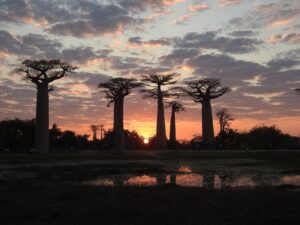 Read more about the article Africa 3 – Western Madagascar