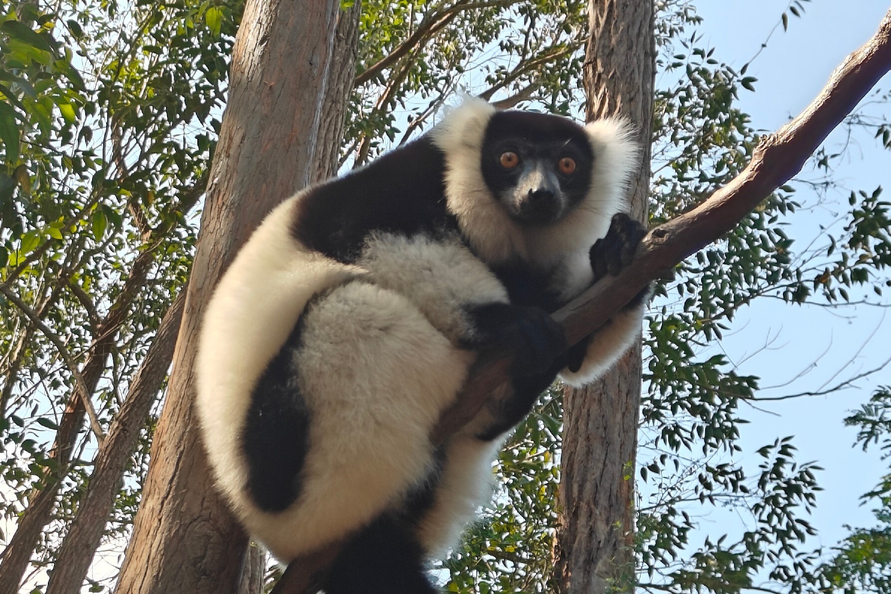 Day 8 – Eastern Madagascar – Lemur Island