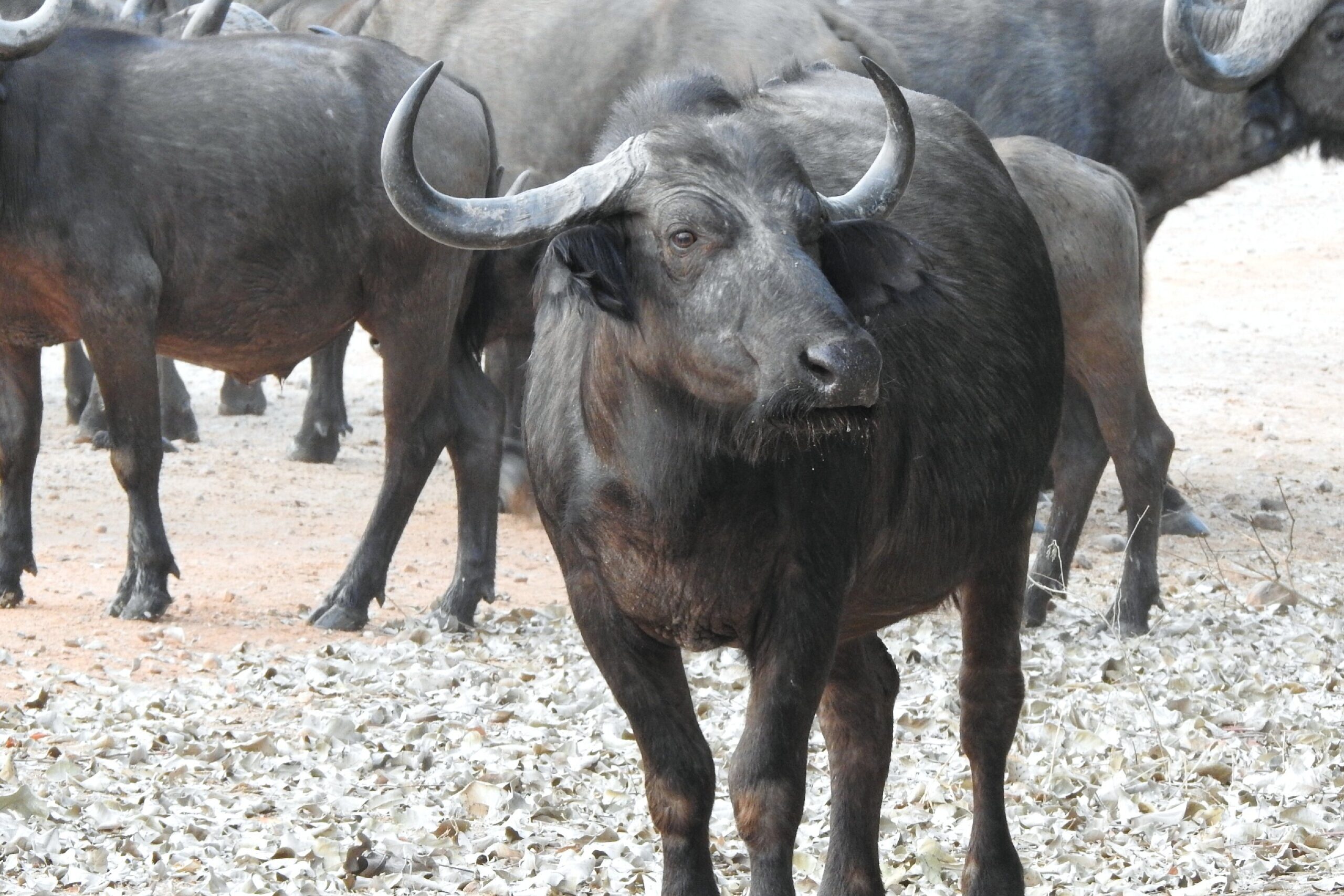 Zambia – Tuesday night’s game drive