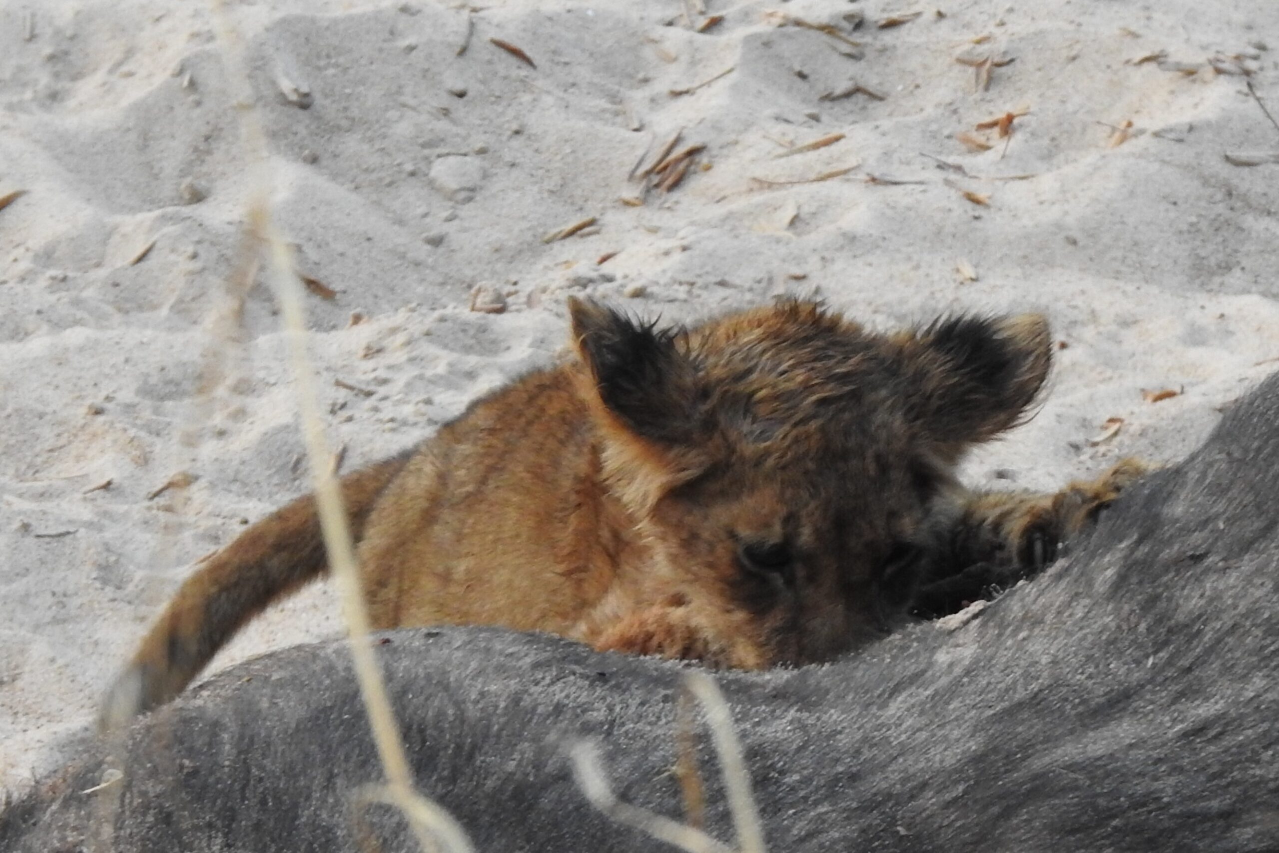 Zambia – Wednesday night’s game drive