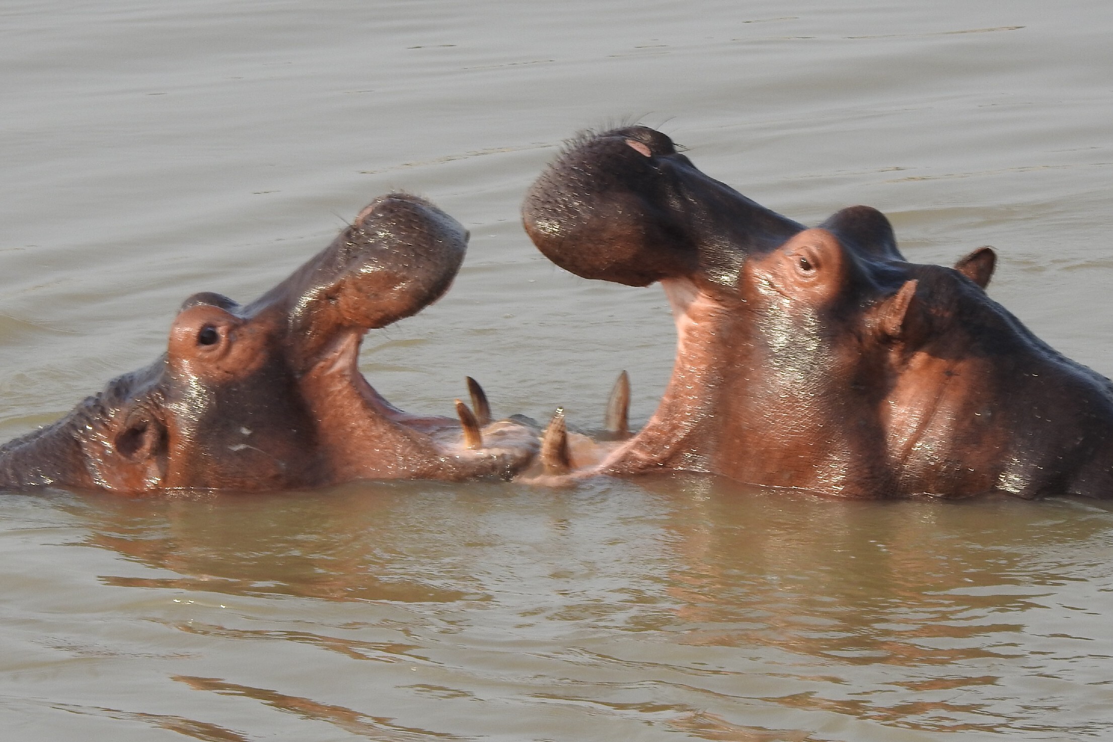 Zambia – Wednesday morning’s game drive