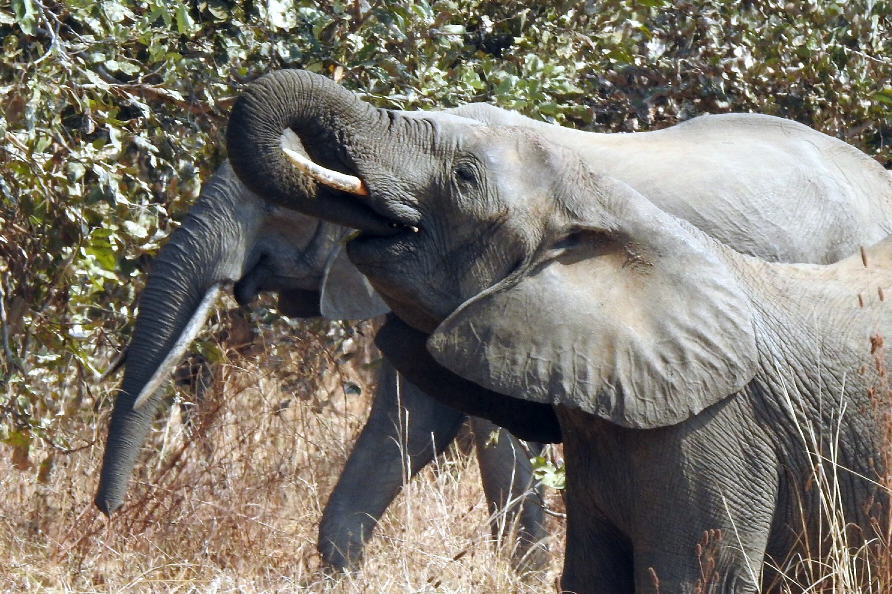 Zambia – Tuesday morning’s game drive