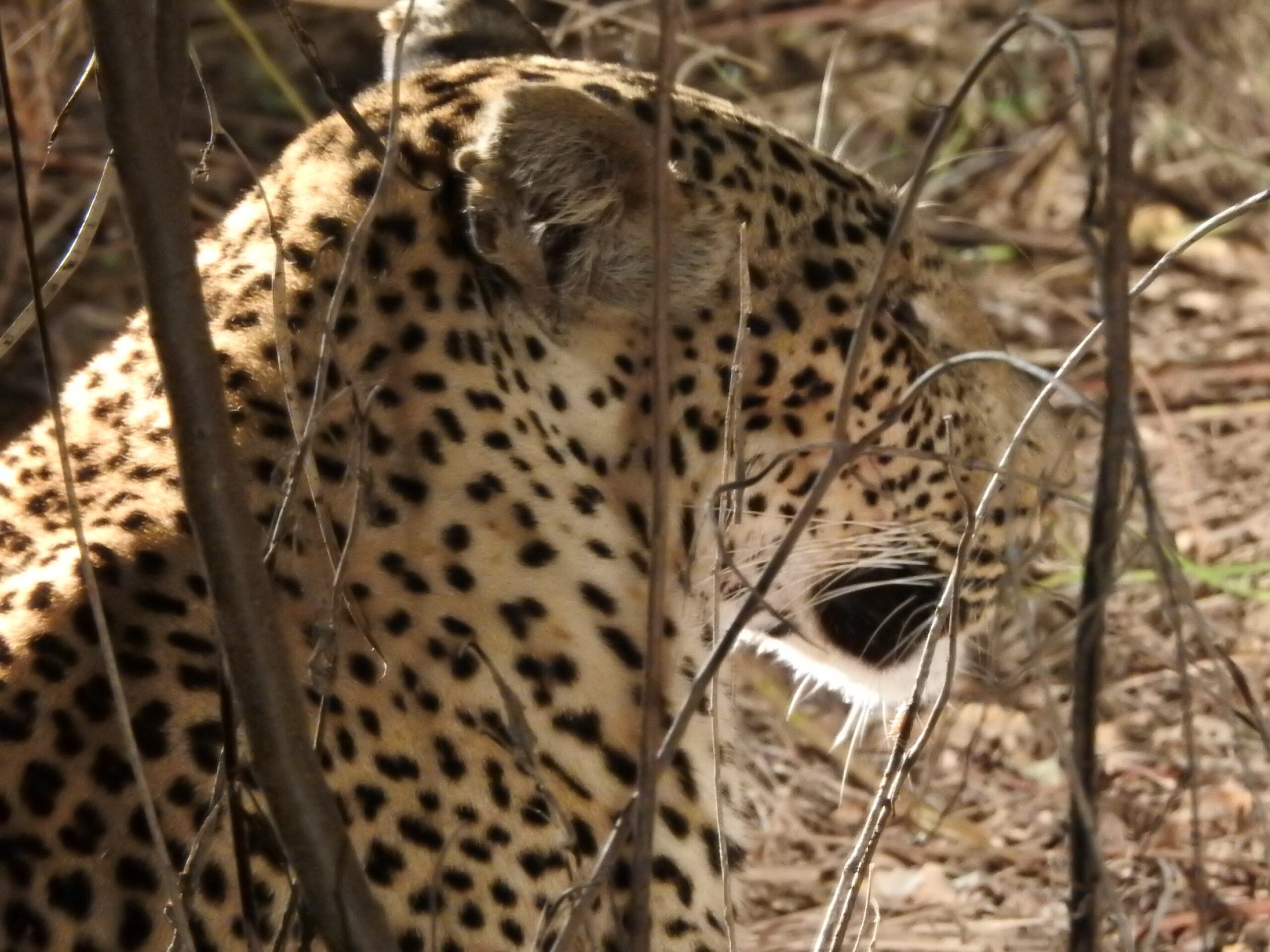 Zambia – Monday night game drive