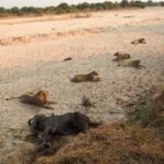 Read more about the article Africa 5 – Zambia