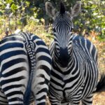Read more about the article Africa 6 – Malawi