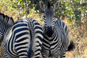 Read more about the article Africa 6 – Malawi