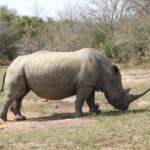 Read more about the article Africa 8 – Eswatini