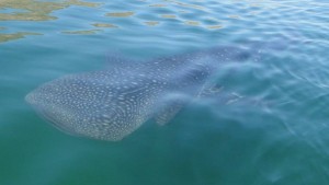 Read more about the article Bahia de Los Angeles & the Whale Sharks