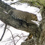 Read more about the article Tanzania – Safari Part I