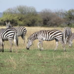 Read more about the article Tanzania – Safari Part Deux
