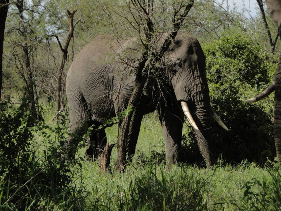 Safari: Day 4 – Serengeti, TZ